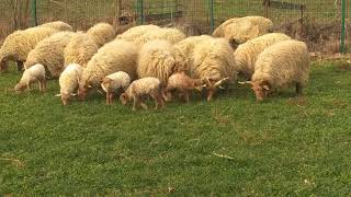 Vitoroge Žuje-Racka Ovca