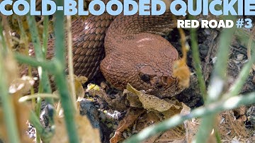 Cold-Blooded Quickie #3 - Red Diamond Rattlesnake