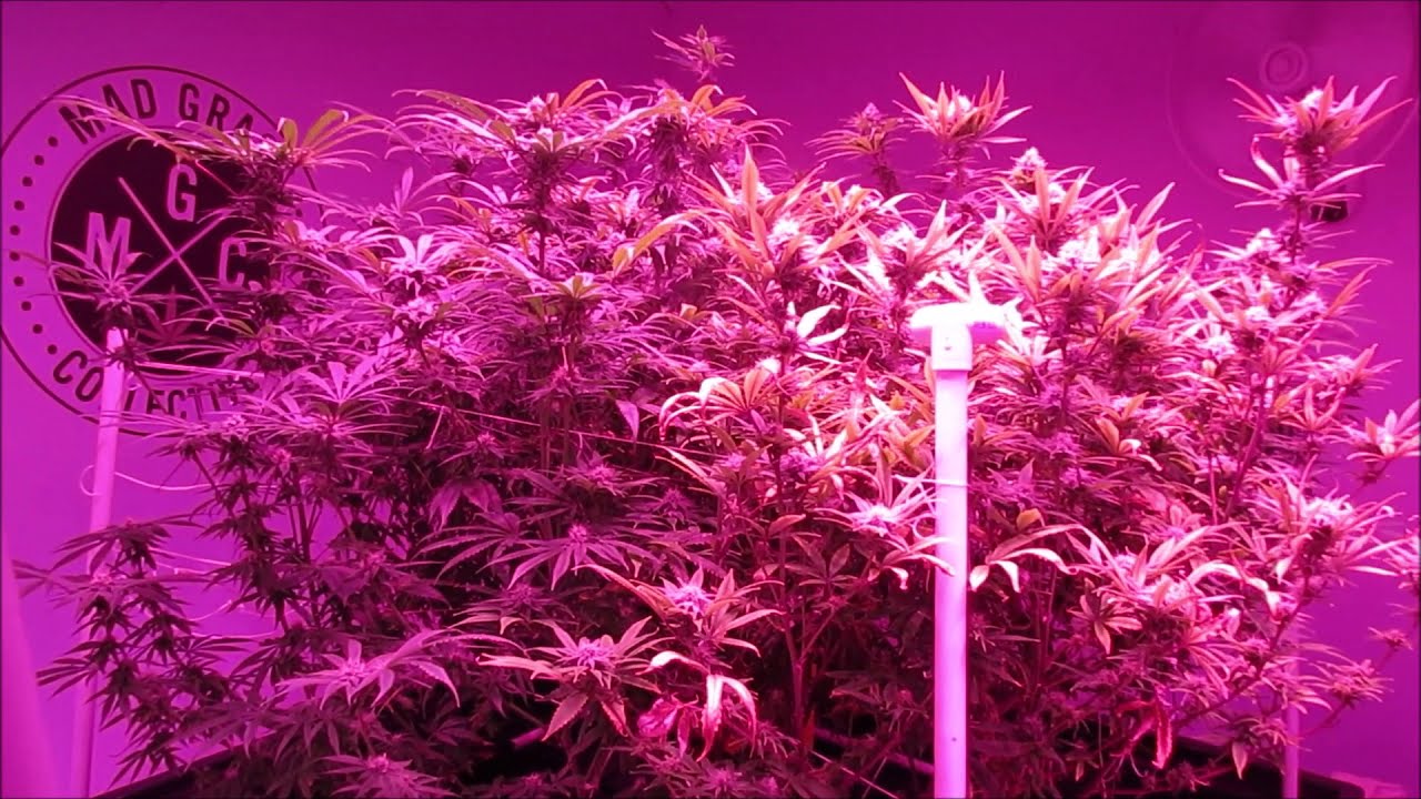 From Flower to Joint