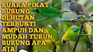 SUARA BURUNG RIBUT YANG AMPUH DAN SUARA NYA JERNIH