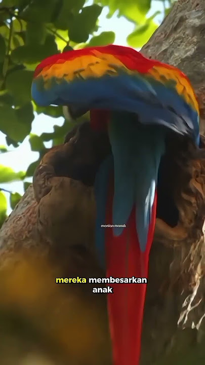 Scarlet Macaw!! Burung Paling Cantik yang Tersisa di Langit Liar