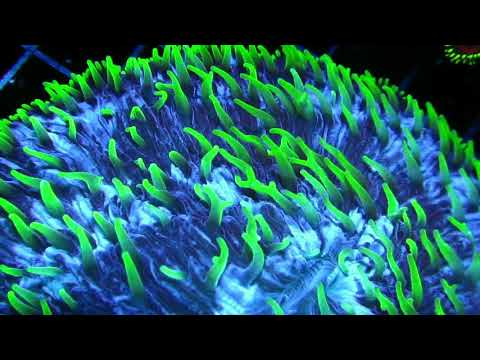 Trippy Plate Coral