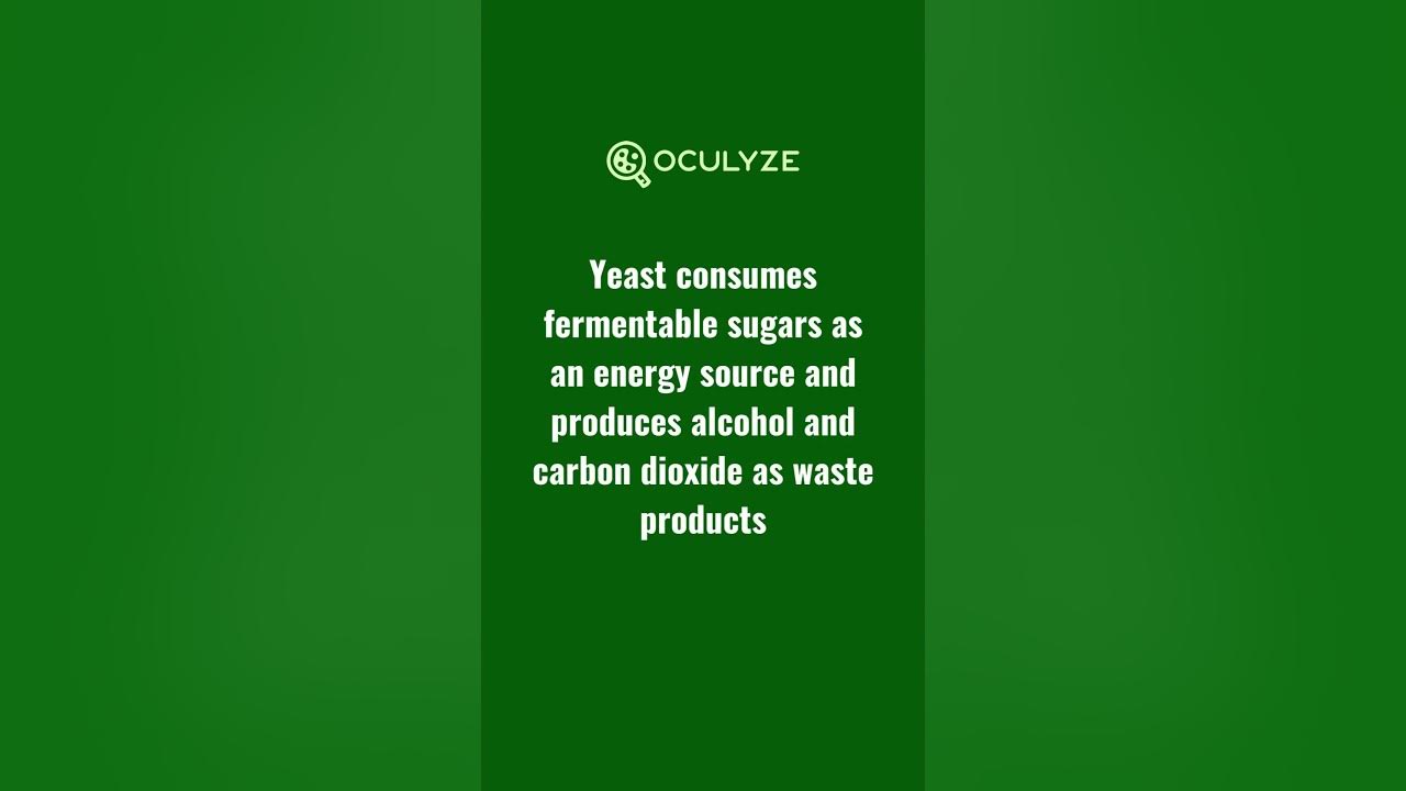 During Fermentation Yeast Produces… What exactly? shorts YouTube