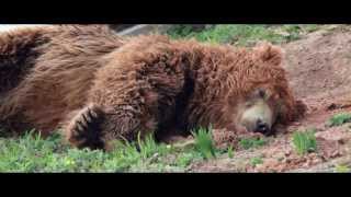 Скотозаговор 2014 русская озвучка Скотозаговор 2014 русская озвучка