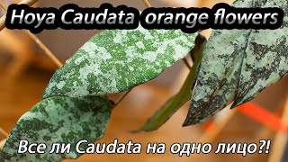 Hoya Caudata orange flowers- все ли Caudata на одно лицо ?!