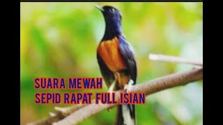 Suara Mewah Sepid Rapat Full Isian