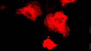 Actin dynamics in live cells (U2OS-TagRFP-Actin) - MARINPHARM