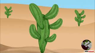 النباتات الصحراوية