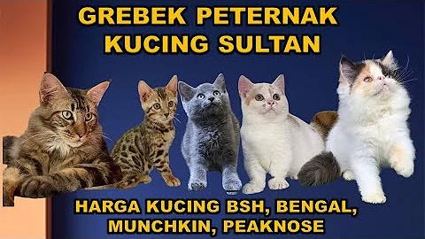 Watch the video about GREBEK PETERNAK KUCING SULTAN