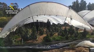 2019-11-22_op_80_plantas_marihuana_huelva