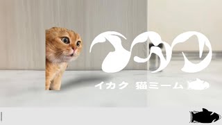 イカク  猫ミーム【音MAD】