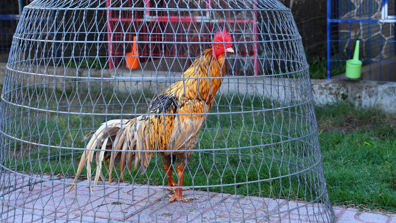 Gà đẹp hàng độ/ Tung Vlog