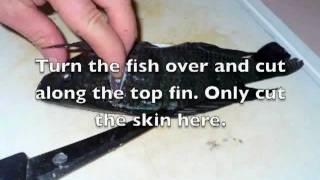 How To Filet A Fish Tilapia Blue Nile From Our Aquaponics System