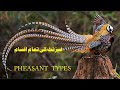 Pheasant Types | Pheasant Species | Beautiful Pheasant | Total Pheasant | (Beautiful Birds)