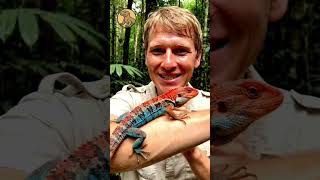 Anaconda movie Reptilizard