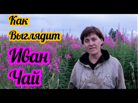 Как выглядит как растет как определить иван чай, чтоб не причинить вред? Совет от Фермачей в деревне