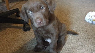 Bringing home an 8 week old Chocolate Labrador