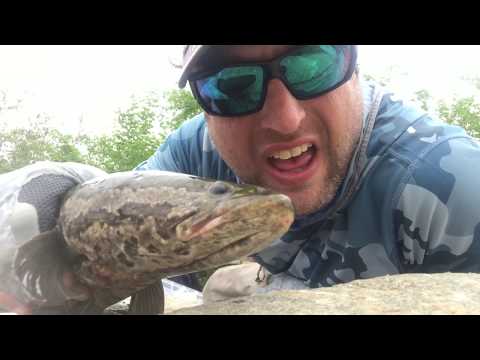 Crazy Snakehead Weekend(s) The Video
