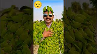 #beautiful parrot # voice # short video # trending #