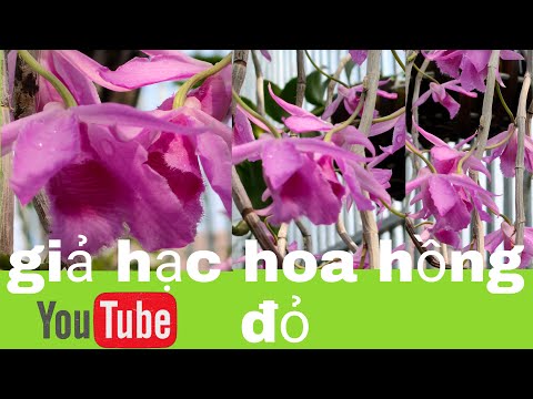 Giả hạc hoa hồng đỏ và chăm sóc tưới phân cho sai hoa | Foci