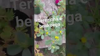 A Diferença Da Planta Terezinha E Beldroega Vídeo Completo No C