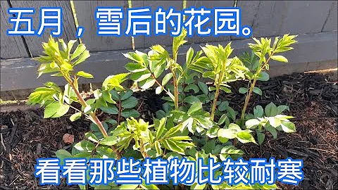 花園裡真正耐寒的植物有哪些？一起來看看吧！【莎拉養花】 - 天天要聞