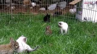 Here's What A Kitten and Bunny The Pet Collec...