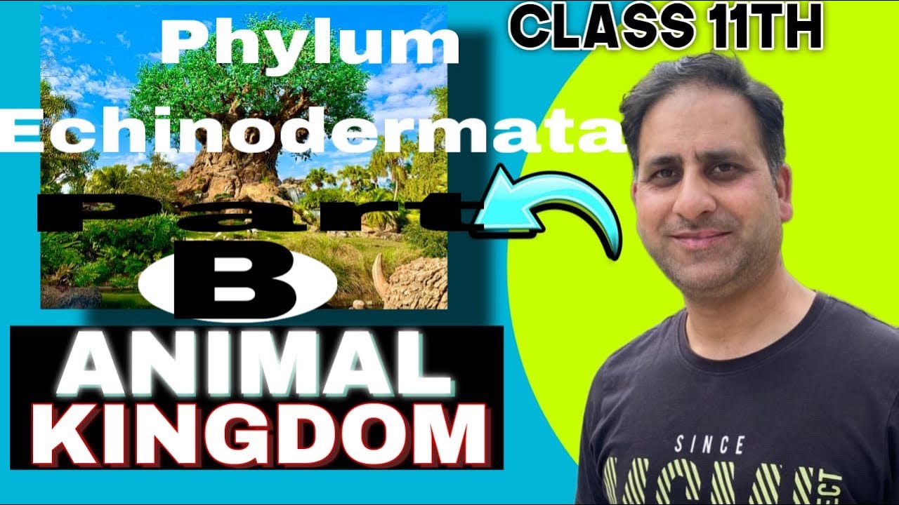 Animal kingdom | Phylum Echinodermata | Part B | Class 11th 12th NEET ...