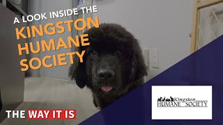 A Look Inside The Humane Society