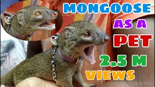 MONGOOSE AS A VILLAGE PET