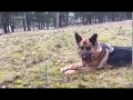 German shepherd playing with tree in wood digging deutsche schafer hund spiel baum wald