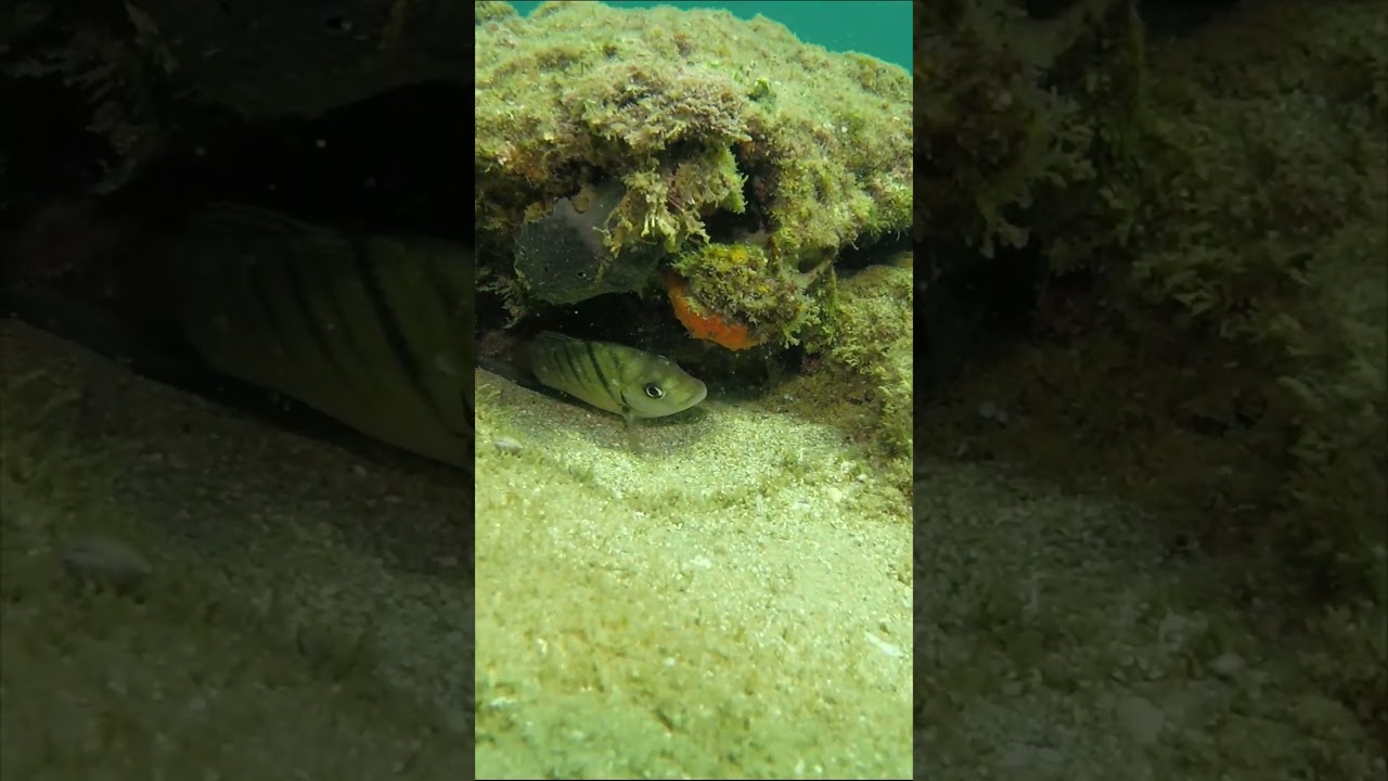 White seabream - Diplodus sargus - סרגוס מסורטט