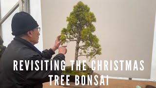 Revisiting the Christmas Tree Bonsai after 3 years by Herons Bonsai 19,737 views 1 month ago 8 minutes, 34 seconds