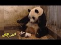 Sneezing baby panda  original