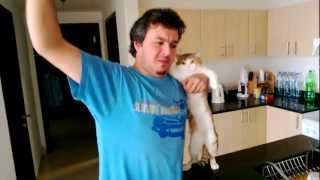 Very Funny: Cat Performing Dabkah Dance! *Hilarious*