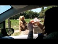 Наверное самый дружелюбный медведь в мире / The friendliest bear in the world