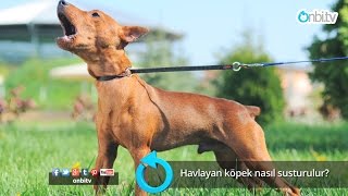 Havlayan köpek nasıl susturulur?