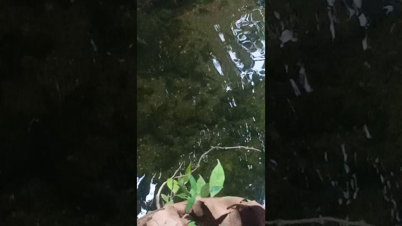 Ikan hian batak (khas batak) 