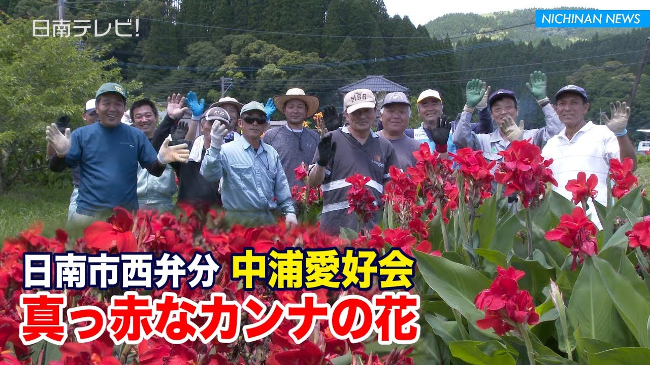 距離500メートル カンナの花が見頃 宮崎県日南市 Youtube