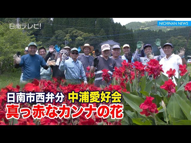 西弁分中浦地区 カンナの花 見頃 日南テレビ 公式