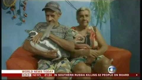 Penguin & Pensioner - best friends (Brazil) - BBC News - 19th March 2016
