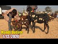 Today Latest Update Sahiwal Bakra Mandi - Milking Goats & Big Bakray For Sale - New Update 1/12/2020