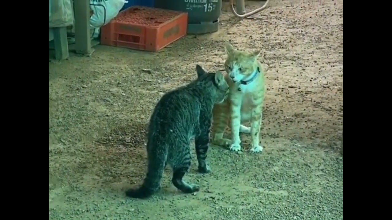 แมวกัดกัน | Cat fighting