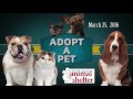 Adopt-A-Pet @ The Allen Animal Shelter (3-25-16) Adopt-A-Pet @ The Allen Animal Shelter (3-25-16)