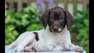 German Short haired Pointer Puppies for Sale