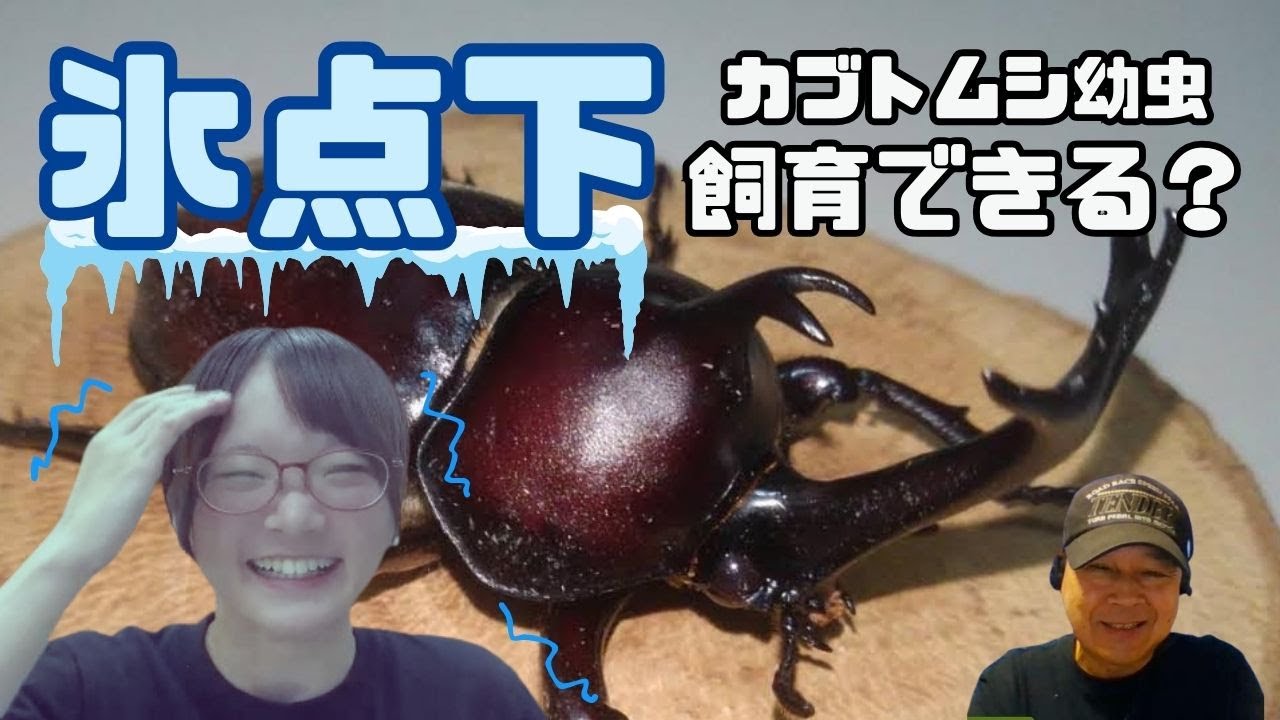 カブトムシ幼虫飼育方法！真冬の外で飼育する際のポイント