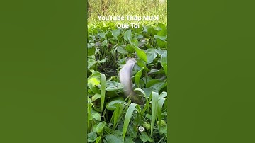 Trúng ổ Cá Thác Lác