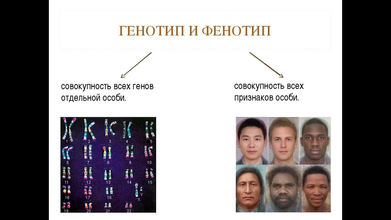 Одинаковый генотип это. Фенотипы генетических заболеваний. Фенотип в наследственных заболеваниях. Генотип и фенотип. Генотип и фенотип примеры.