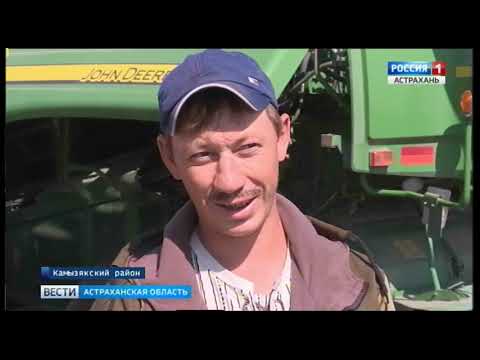 Уникальный рис выращивают в Астраханской области