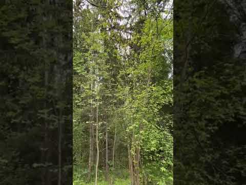 участок 17 соток
